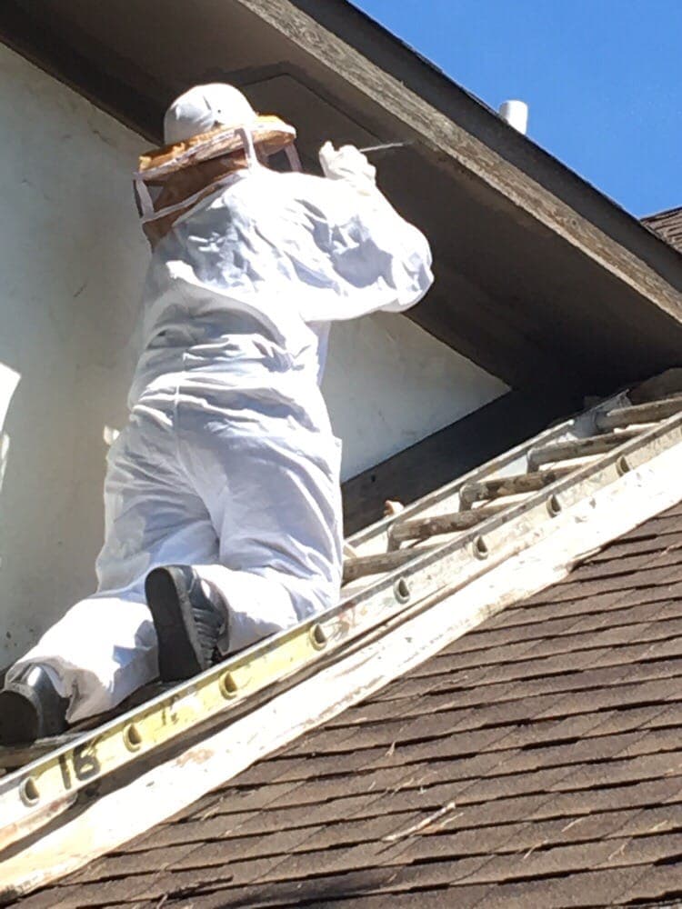 Technician in a bee suit working on a roof